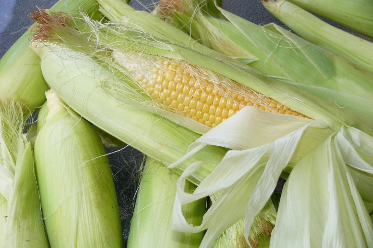 corn-g1660a6540_1920