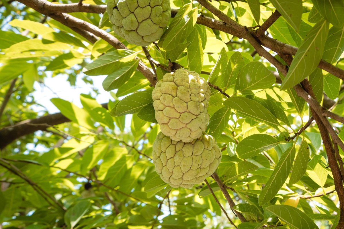 custard-apples-6540189_1920