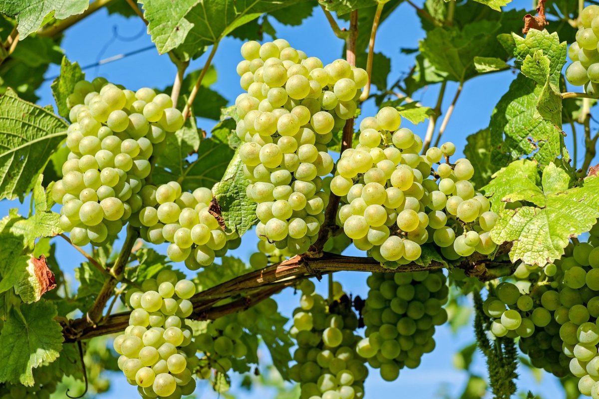 grapes-2656259_1920