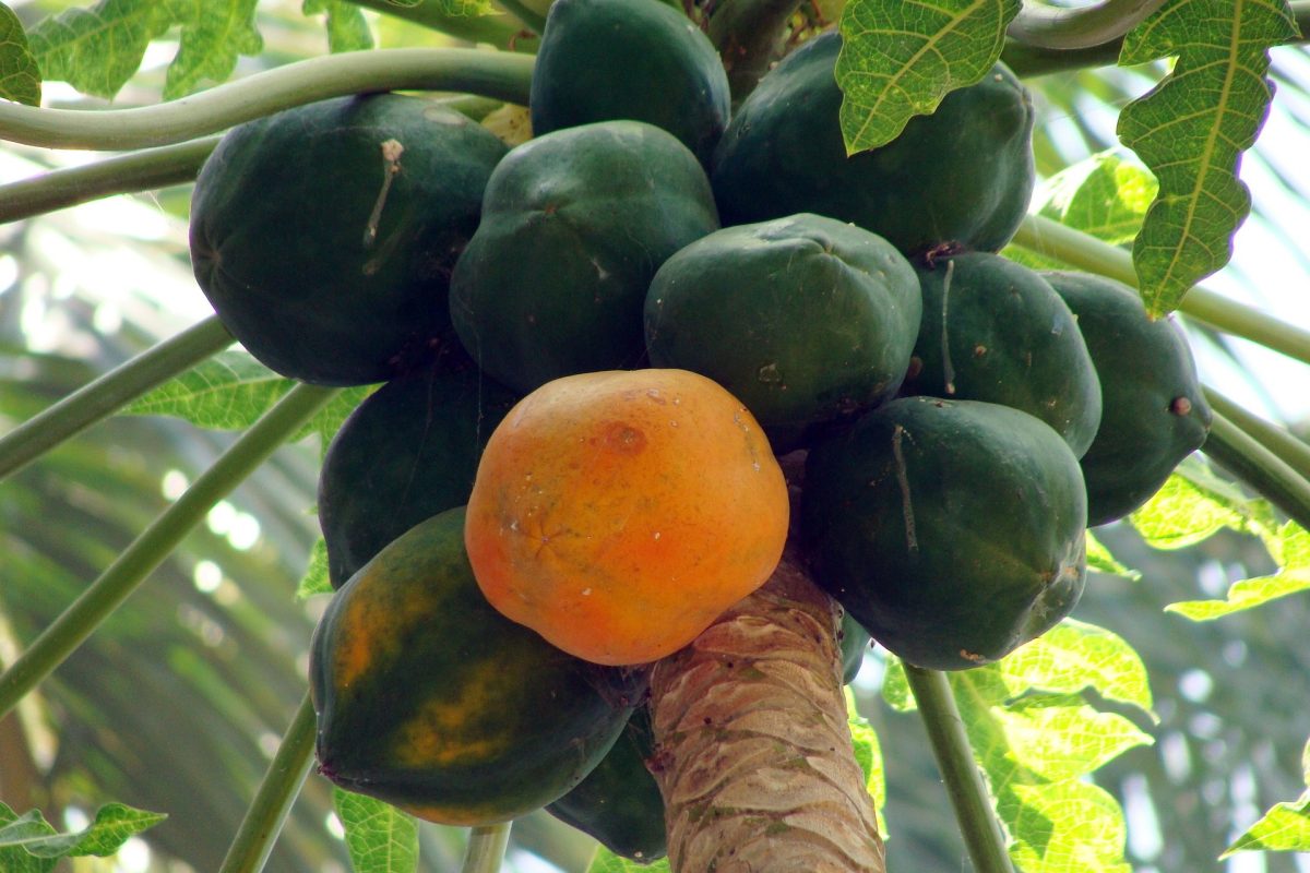 papaya-173660_1920