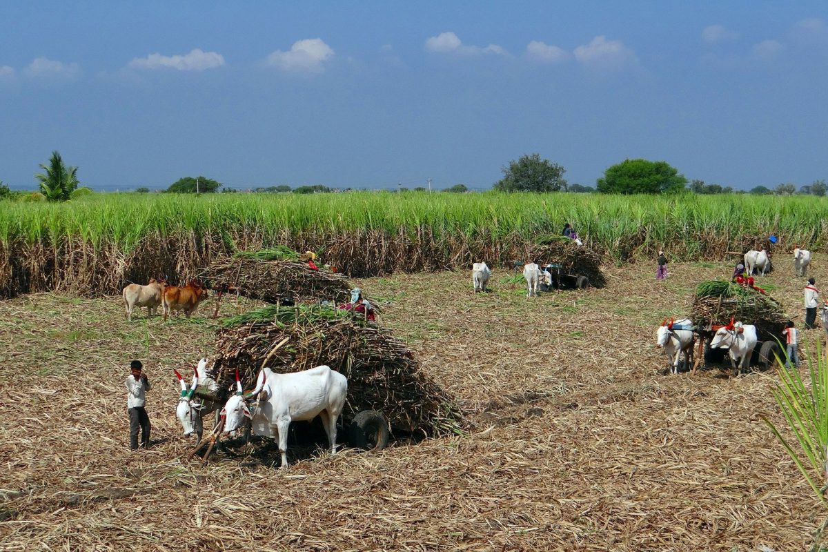 sugarcane-223457_1920