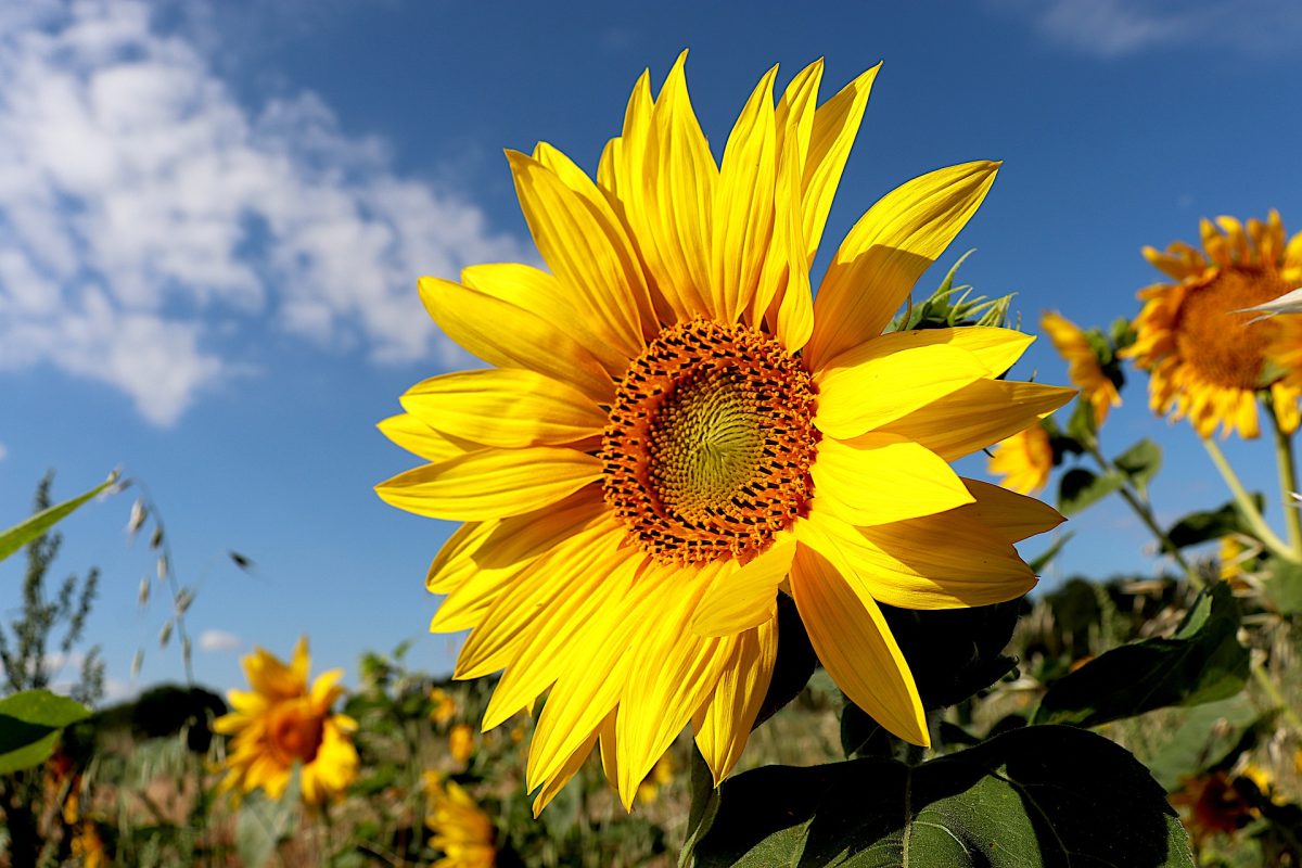 sunflower-5395106_1920