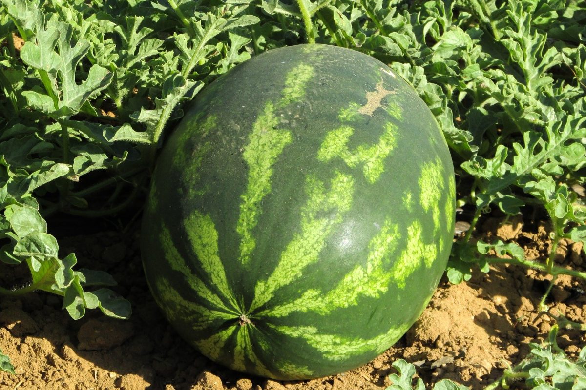 watermelon-1379990_1920